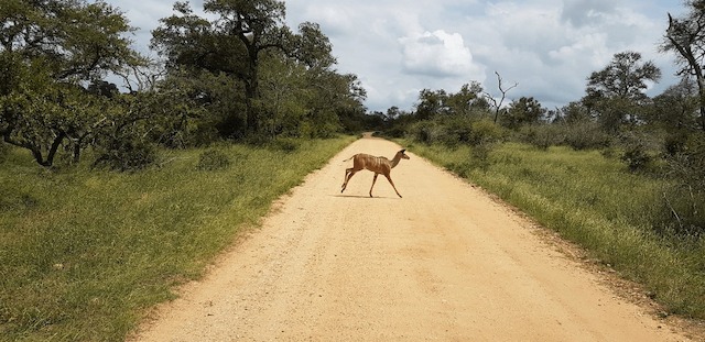 Nationalpark Kruger, Safari, Wild, Savannentier